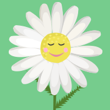 sashazinchuk23